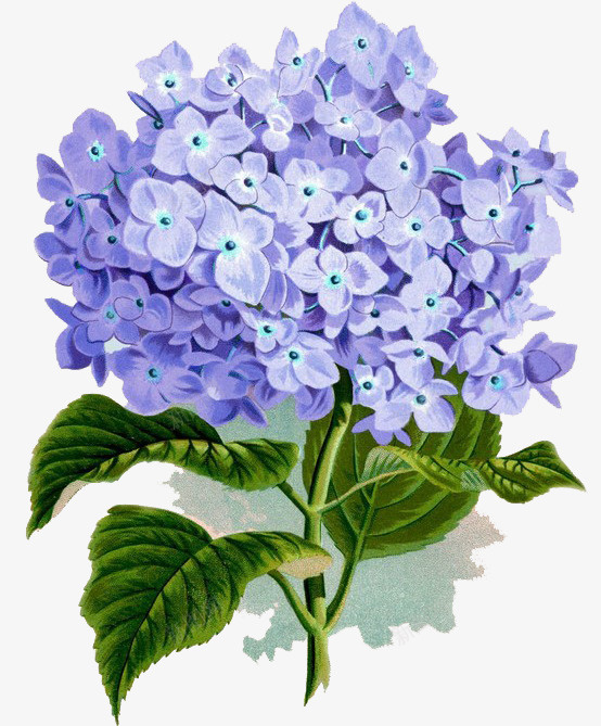 手绘绣球花png免抠素材_新图网 https://ixintu.com 手绘 植物 绣球花 蓝色