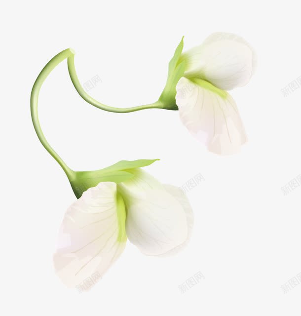 白色豌豆花png免抠素材_新图网 https://ixintu.com 白色 豌豆 豌豆花 逼真矢量花