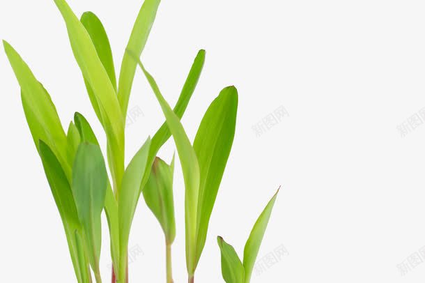 绿色玉米苗png免抠素材_新图网 https://ixintu.com 五谷杂粮 幼苗 植物 玉米 玉米杆 玉米棒 玉米苗 绿色