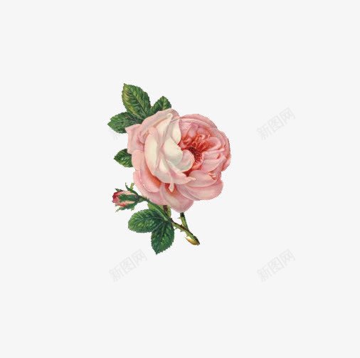 粉色蔷薇花朵png免抠素材_新图网 https://ixintu.com 玫瑰 绿叶 花卉 花苞 蔷薇画
