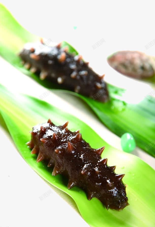 健康海参png免抠素材_新图网 https://ixintu.com 名贵 海鲜 绿色 食材