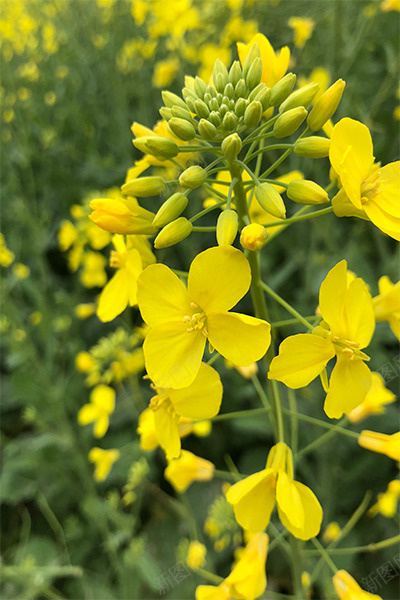 黄色油菜花png免抠素材_新图网 https://ixintu.com 春季油菜花 油菜花 油菜花素材 油菜花背景 黄色油菜花