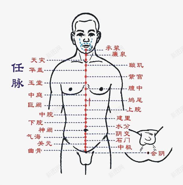 人体任脉png免抠素材_新图网 https://ixintu.com PNG图片 人体 任脉 十二 古代经络图 穴位图 经络图 背部