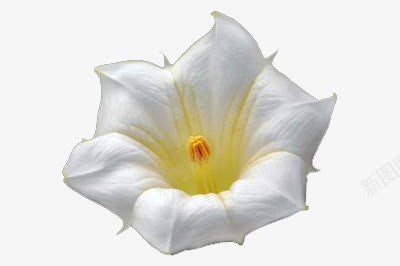 白色曼陀罗花朵png免抠素材_新图网 https://ixintu.com 彼岸花 摄影作品 盛开的白色花卉