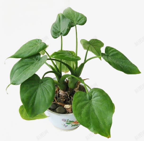 植物养殖png免抠素材_新图网 https://ixintu.com 叶子 土壤 盆栽 龟背竹