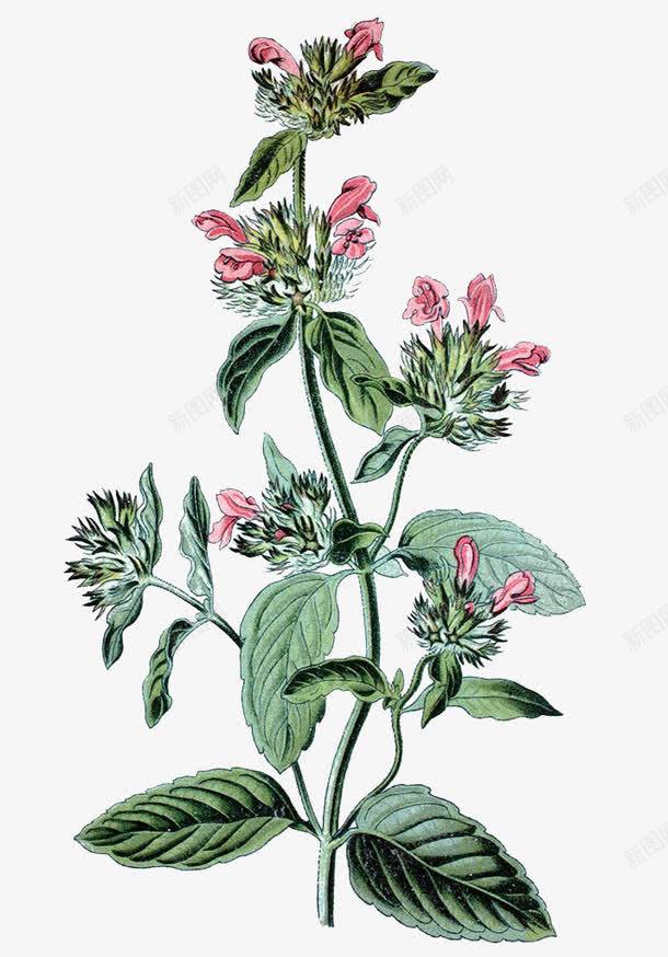 菊亚纲手绘png免抠素材_新图网 https://ixintu.com 中草药手绘 唇形科 插画 植物 罗勒 药草 菊亚纲手绘