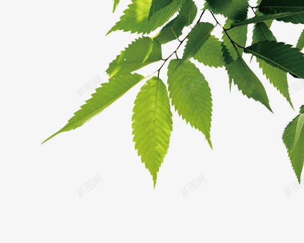 绿色的桑树叶子png免抠素材_新图网 https://ixintu.com 叶子 桑树 清新 自然 舒适
