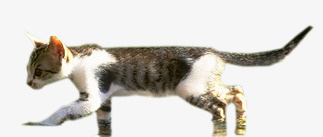 猫咪png免抠素材_新图网 https://ixintu.com 小猫 猫 猫咪实景照片