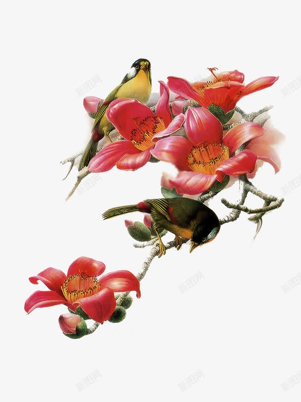 国画木棉花png免抠素材_新图网 https://ixintu.com 中国风 国画 小鸟 木棉树 木棉花 木棉花树 树木 树枝 植物 红色 花卉 花朵