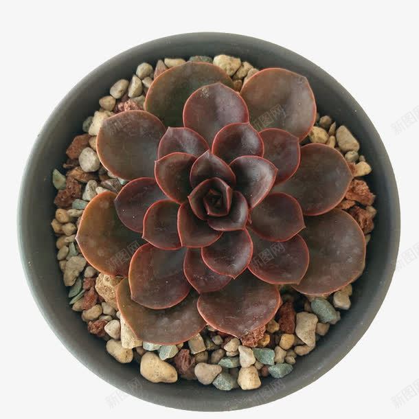 多肉植物png免抠素材_新图网 https://ixintu.com 办公面盆栽 吸甲醛盆栽 植物 盆栽 防辐射植物