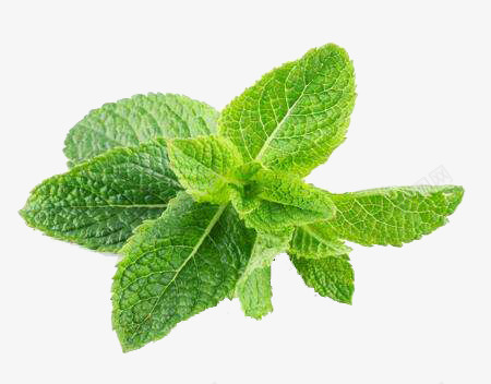 产品实物实拍薄荷叶png免抠素材_新图网 https://ixintu.com 产品实物 叶子 树叶 植物 清新 绿色树叶 薄荷