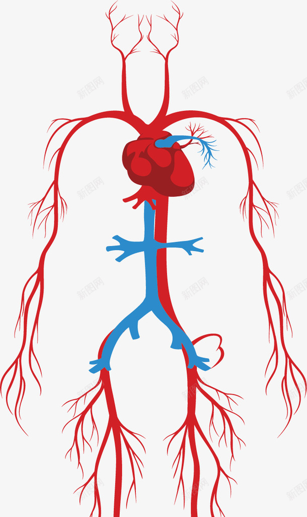 人体系统的颈动脉矢量图ai免抠素材_新图网 https://ixintu.com 人体系统 动脉 矢量png 血管 血管系统 静脉 矢量图