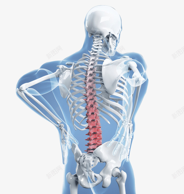 人体骨骼组织结构图png免抠素材_新图网 https://ixintu.com 人体 伤痛 组织 骨骼