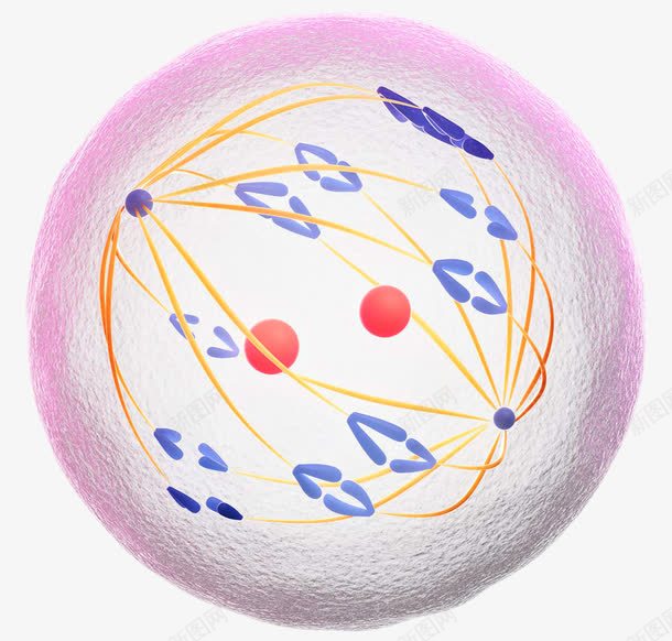 生物医学插图psd免抠素材_新图网 https://ixintu.com 基因 染色体 细胞核 遗传物质