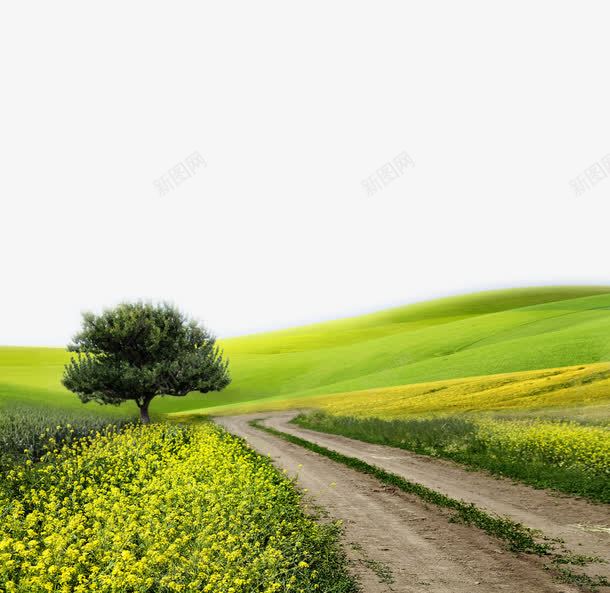 乡间小路草地油菜花png免抠素材_新图网 https://ixintu.com 乡间 乡间小路 图片 小花花朵 小路 小路路面 油菜花 绿树树木 草地 草地图片 草地野花