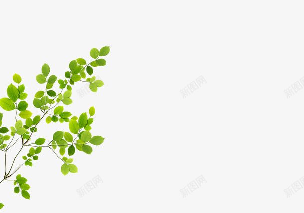 树叶枝条png免抠素材_新图网 https://ixintu.com 园林设计 园艺 小植物 小灌木 热带 绿叶 绿色 绿色植物 绿色植被 绿色灌木丛