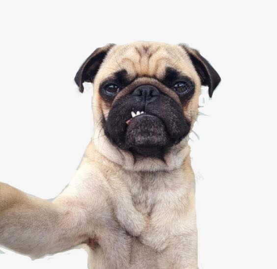 八哥自拍png免抠素材_新图网 https://ixintu.com 八哥犬 宠物犬 小型犬 自拍海报