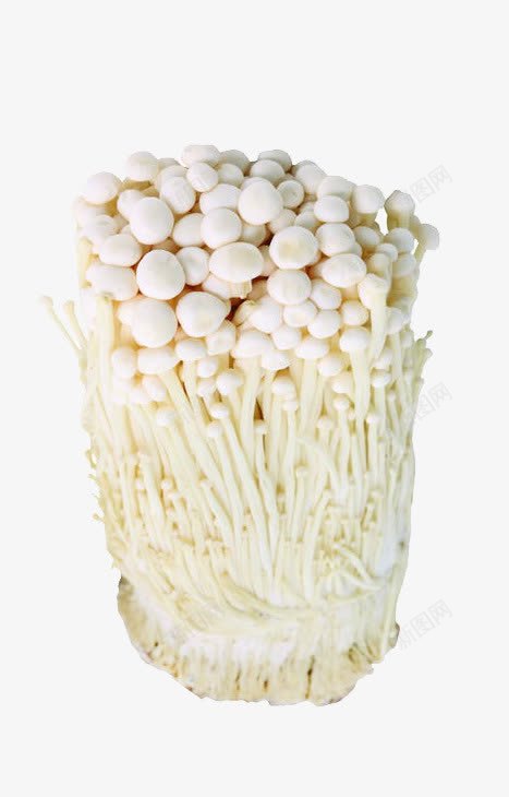 一把金针菇png免抠素材_新图网 https://ixintu.com 朴菇 构菌 毛柄小火菇 毛柄金钱菌