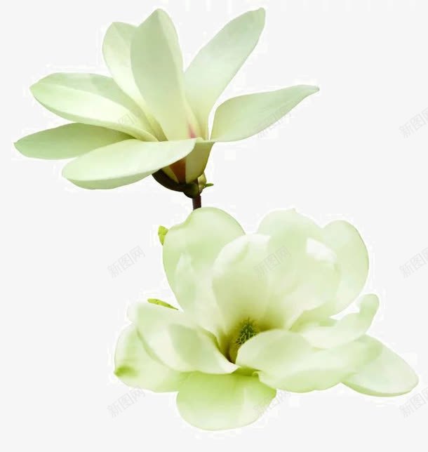 白色素净的小花png免抠素材_新图网 https://ixintu.com 单纯 干净 纯洁 美好 花朵