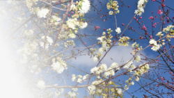 春天樱花摄影背景元素之五素材