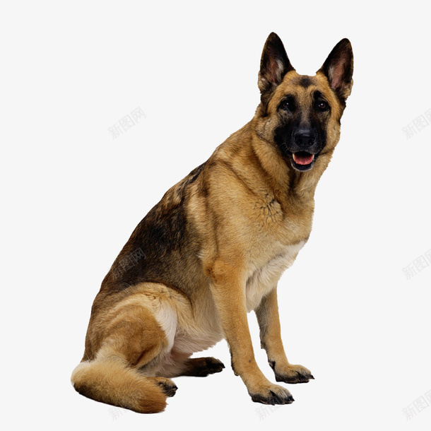 蹲坐听话狗狗png免抠素材_新图网 https://ixintu.com 动物 可爱 恶犬 柔顺 狗 萌