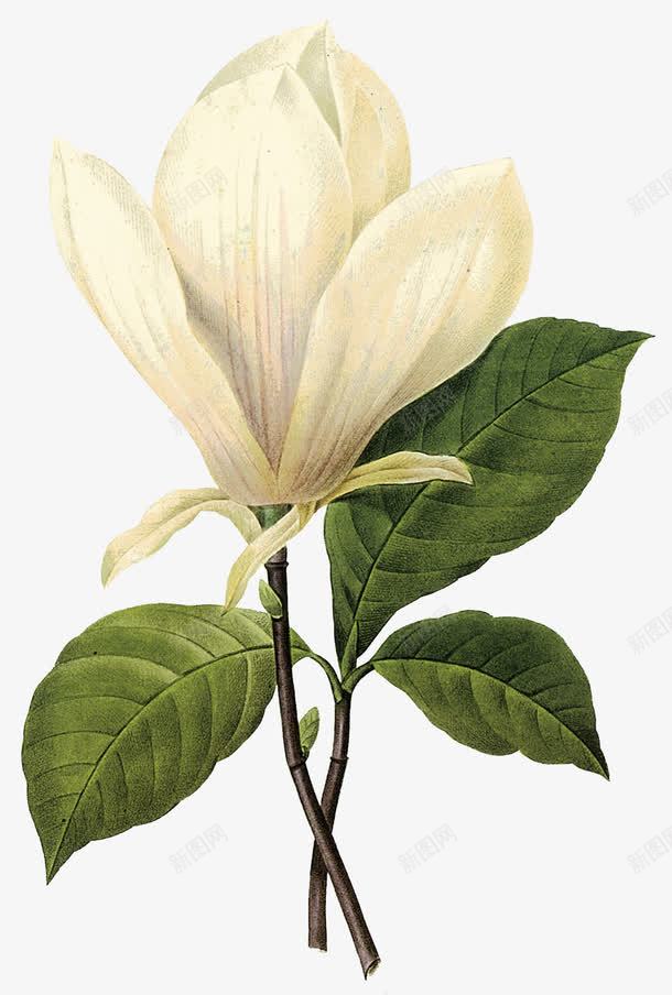 白玉兰花png免抠素材_新图网 https://ixintu.com png 玉兰花 白玉兰 花