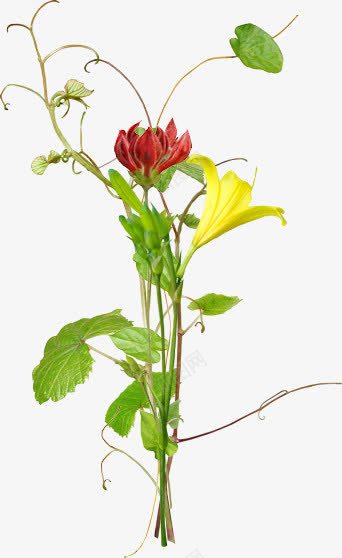 金银花png免抠素材_新图网 https://ixintu.com 红色 花卉 花朵 黄色