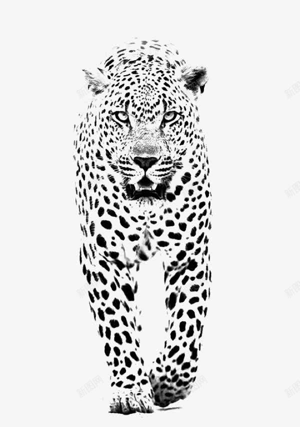 黑白猎豹png免抠素材_新图网 https://ixintu.com 猎豹 猎豹头 素描 豹头 豹子 金钱豹