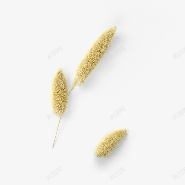 黄色自然植物枝叶花瓣psd免抠素材_新图网 https://ixintu.com 小清新 植物 清新 清淡 狗尾草 粉末 素雅 美丽 自然 花朵 黄色