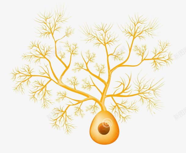 黄色医学细胞结构图png免抠素材_新图网 https://ixintu.com 医学 医学细胞 生物 神经细胞 科研 黄色