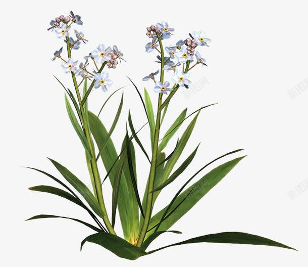 实物熏衣草丛png免抠素材_新图网 https://ixintu.com 彩色 清新 绿色 薰衣草