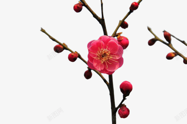 梅花冬天红色png免抠素材_新图网 https://ixintu.com 冬天 梅花 粉色 红色