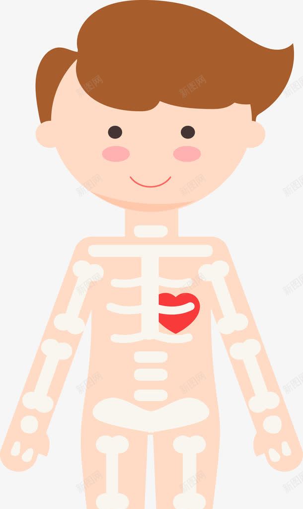 男性躯体骨架图png免抠素材_新图网 https://ixintu.com 人体 人体器官 人体躯干 人的肢体 卡通人体 卡通肢体 器官 四肢 男性躯体 躯体