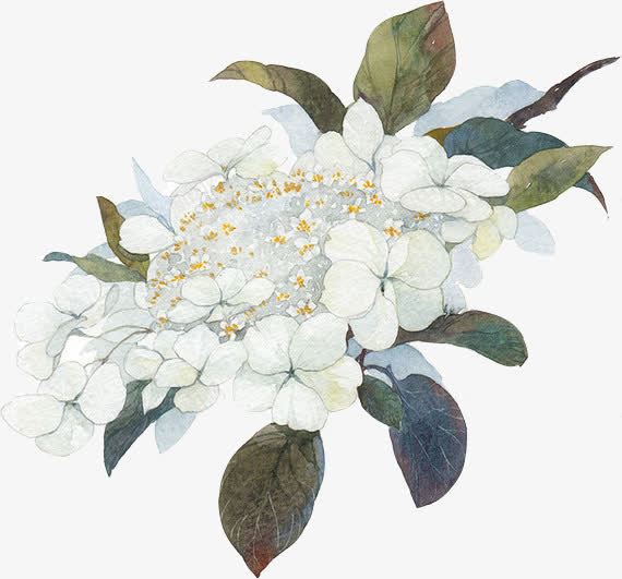 白花png免抠素材_新图网 https://ixintu.com 梨花 花簇 茶花