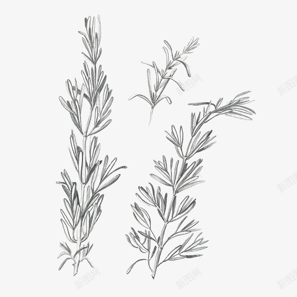手绘三枝素描迷迭香香料插画png免抠素材_新图网 https://ixintu.com 叶子 手绘 手绘迷迭香 素描 细枝 花语 调料 迷迭香 香料 黑色