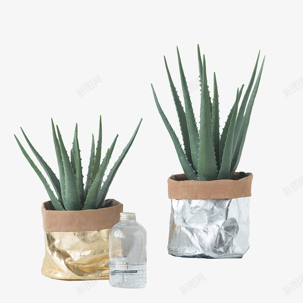 实物两盆植物芦荟png免抠素材_新图网 https://ixintu.com 办公室内 多肉 小盆栽花卉 桌面 植物 绿植 芦荟 防辐射