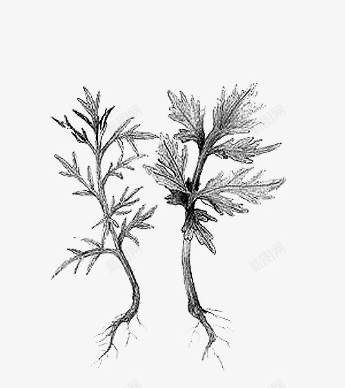 艾叶手绘黑白植物png免抠素材_新图网 https://ixintu.com 填色练习 植物 端午节 艾叶手绘 艾叶草 药材 野菜 香薰 黑白手绘