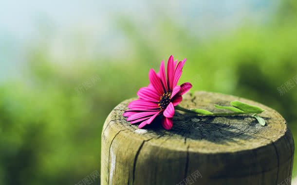 树桩上的紫色菊花海报背景jpg设计背景_新图网 https://ixintu.com 树桩 海报 紫色 背景 菊花