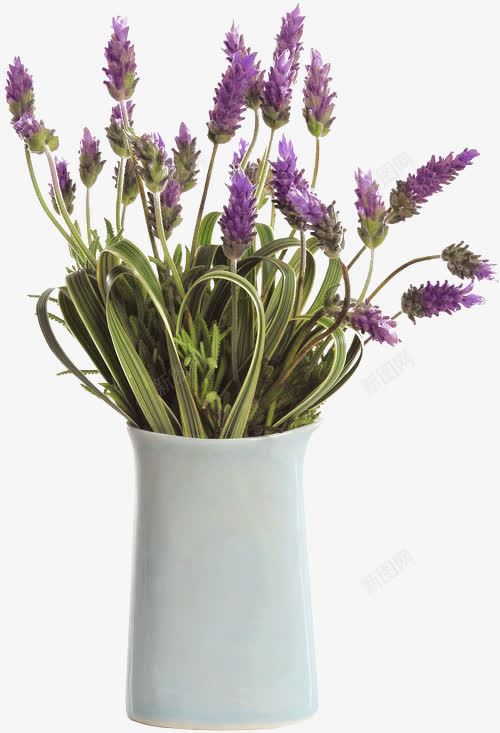 装薰衣草的白色花盆png免抠素材_新图网 https://ixintu.com 白色花盆 紫色花 花朵 花盆 薰衣草