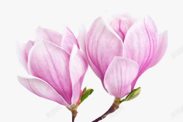 紫色香味两朵玉兰花瓣实物png免抠素材_新图网 https://ixintu.com 喜光 望春 植物界 玉兰花瓣 盛开 耐寒 花朵 芳香油 药用价值 观赏植物