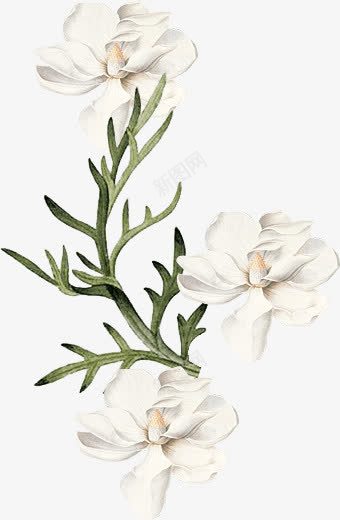 彩绘栀子花白色花朵装饰png免抠素材_新图网 https://ixintu.com 彩绘 栀子花 白色 花朵 装饰
