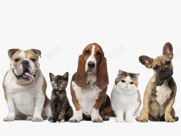 实拍超萌可爱猫咪狗狗排队排png免抠素材_新图网 https://ixintu.com 动物实拍 可爱狗狗 哈巴狗 排队排 超萌猫咪