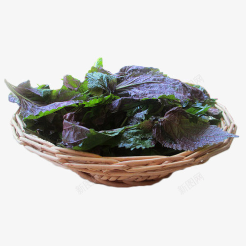 新鲜香料大叶紫苏叶苏子png免抠素材_新图网 https://ixintu.com 去腥苏子 大叶紫苏 天然苏子叶 新鲜香料苏子叶 深山紫苏 紫苏叶 食用紫苏叶