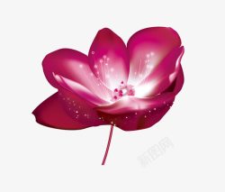 一朵粉色单叶野生玫瑰花素材
