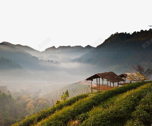 泰国清迈山脚下的茶园png免抠素材_新图网 https://ixintu.com 休闲 度假 摄影 旅游 清迈 茶园
