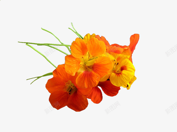 橘色的几朵小花psd免抠素材_新图网 https://ixintu.com 小花 橘黄 红色 花朵