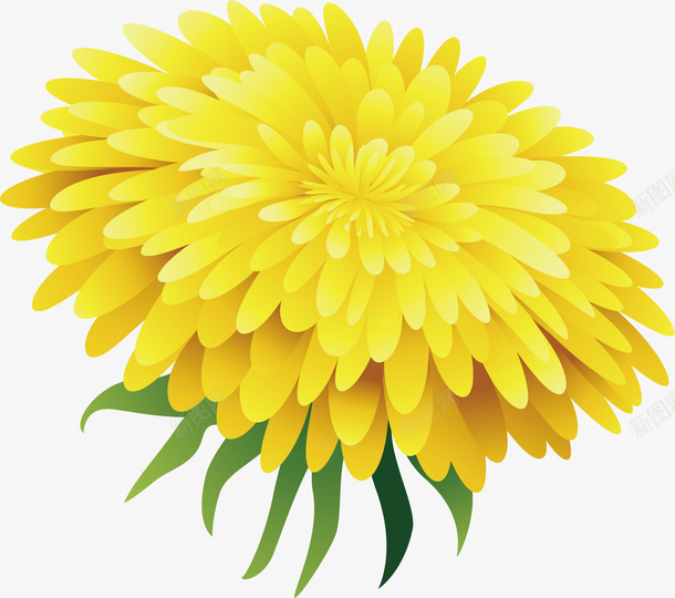 黄色菊花绿叶鲜艳矢量图ai免抠素材_新图网 https://ixintu.com 娇艳 植物 清热 矢量图 祛火 美丽 花卉 花瓣 花香四溢 菊花图案