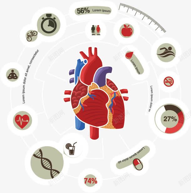 心脏数据png免抠素材_新图网 https://ixintu.com 信息 健康 内脏 分析 分类 创意 图表 大脑 对比图 心脏 心脏图案 折线图 条状图 果汁 游泳 瑜伽 百分比 肺 胃 苹果 计时 身体器官 运动 骑车