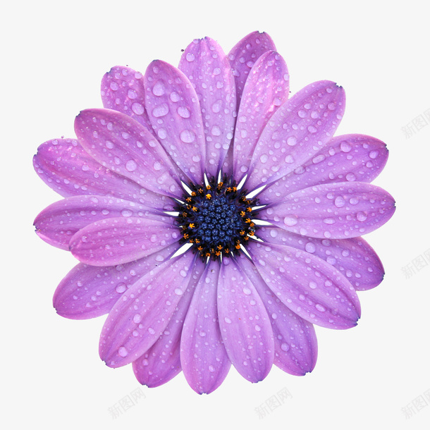 带水珠的菊花花瓣png免抠素材_新图网 https://ixintu.com 叶子水滴 带水珠的树叶 植物学 水珠 清新 自然植物 菊花图案 雨滴