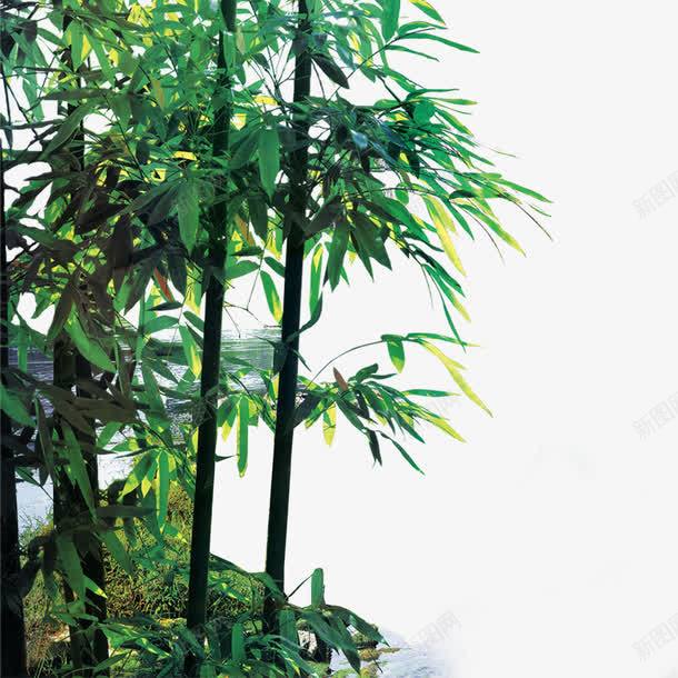 竹子png免抠素材_新图网 https://ixintu.com 文竹 竹丛 竹子 绿色 节节高